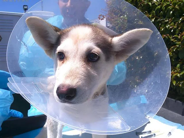 A baby small-sized female Siberian Husky dog named Flora Fairy for adoption in Chula Vista, CA