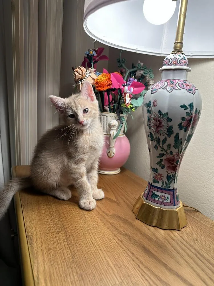 A baby small-sized male Domestic Short Hair cat named Tipo for adoption in Aurora, CO