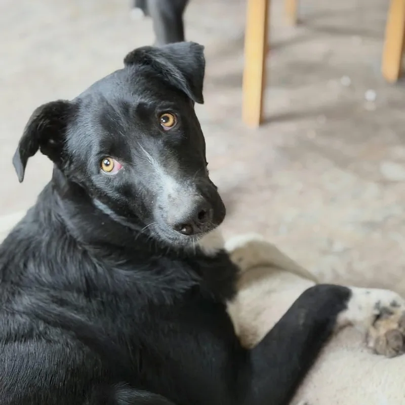 An adult medium-sized male Mixed Breed dog named Nix for adoption in Wilsall, MT