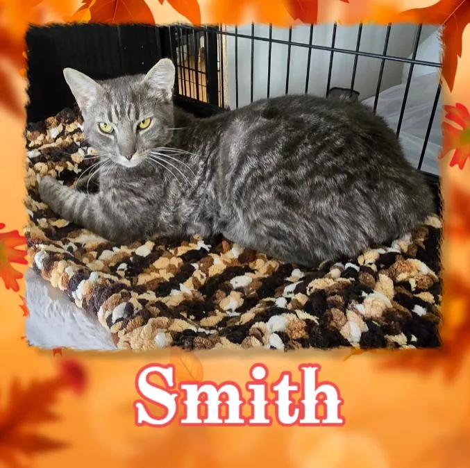 An adult medium-sized male Gray / Blue / Silver Domestic Short Hair cat named W Smith for adoption in Southbury, CT
