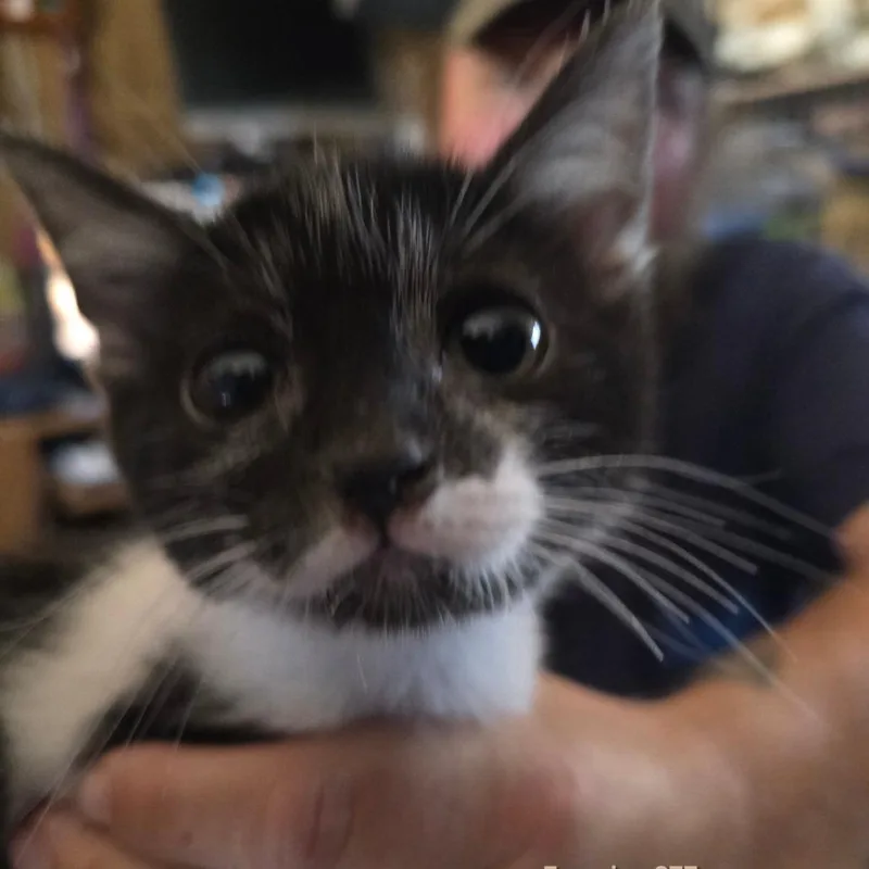 A baby small-sized female American Shorthair cat named Francine for adoption in Klamath Falls, OR