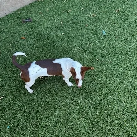 A young small-sized female Terrier dog named Aja for adoption in Lake Dallas, TX