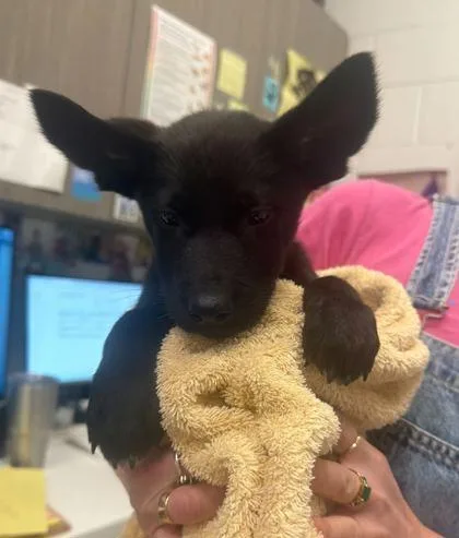 A baby small-sized male Black Mixed Breed dog named Roo for adoption in Kansas City, MO