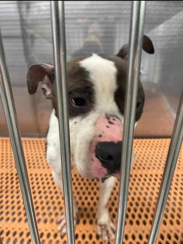 A baby large-sized male Pit Bull Terrier dog named Pitman for adoption in Henderson, NC