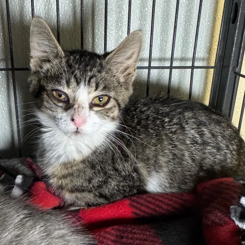 A baby medium-sized female Domestic Short Hair cat named Starry for adoption in Saginaw, MI