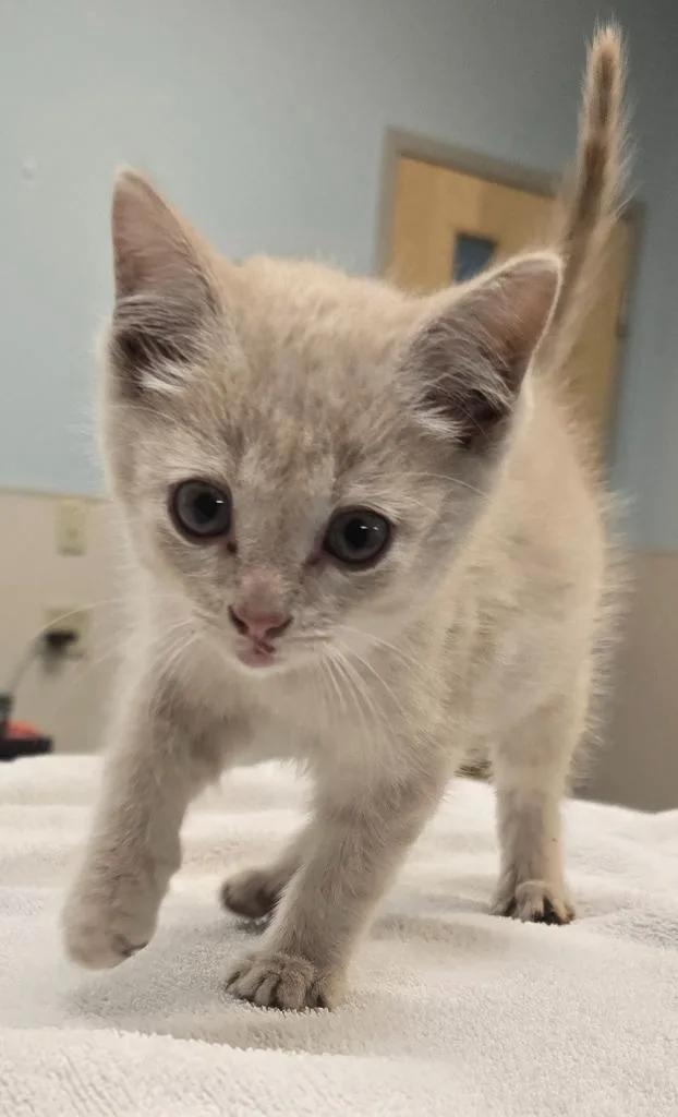 A baby small-sized male Domestic Short Hair cat named Romeo for adoption in Murphysboro, IL