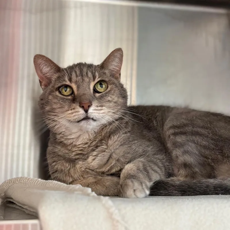 A senior small-sized female Gray / Blue / Silver Domestic Short Hair cat named Izzy for adoption in Nashville, IN