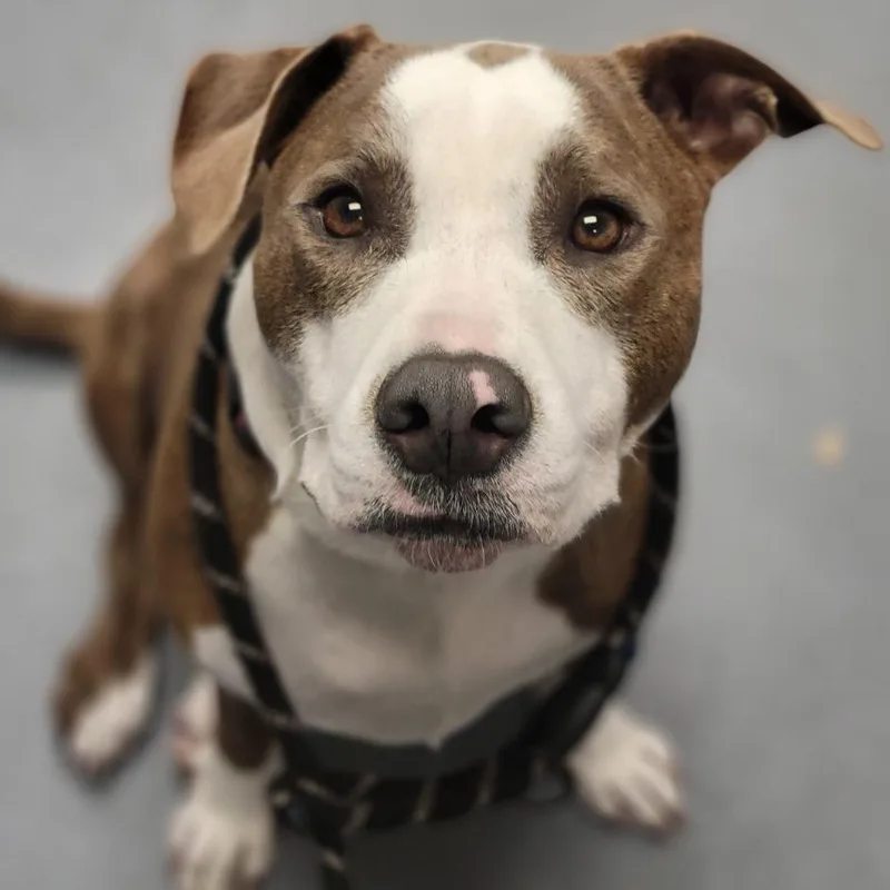 An adult large-sized female White / Cream Mixed Breed dog named Thelma for adoption in Sarasota, FL