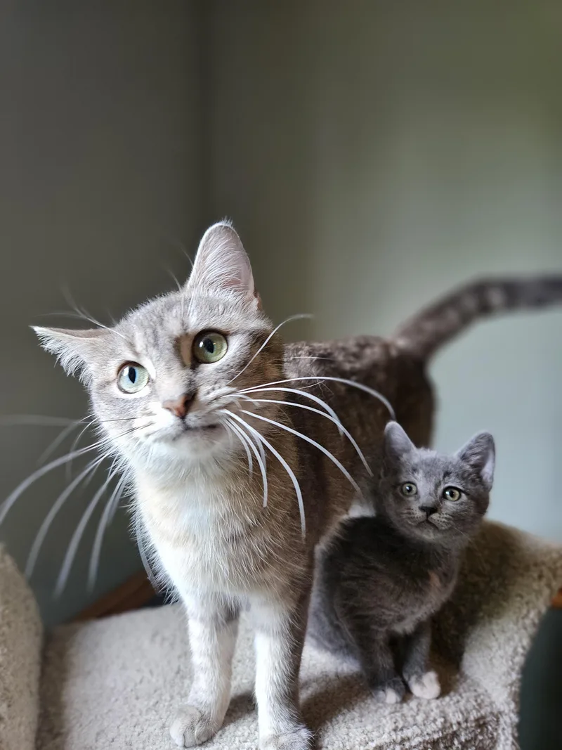 A young medium-sized female Domestic Short Hair cat named Brioche for adoption in Verona, WI