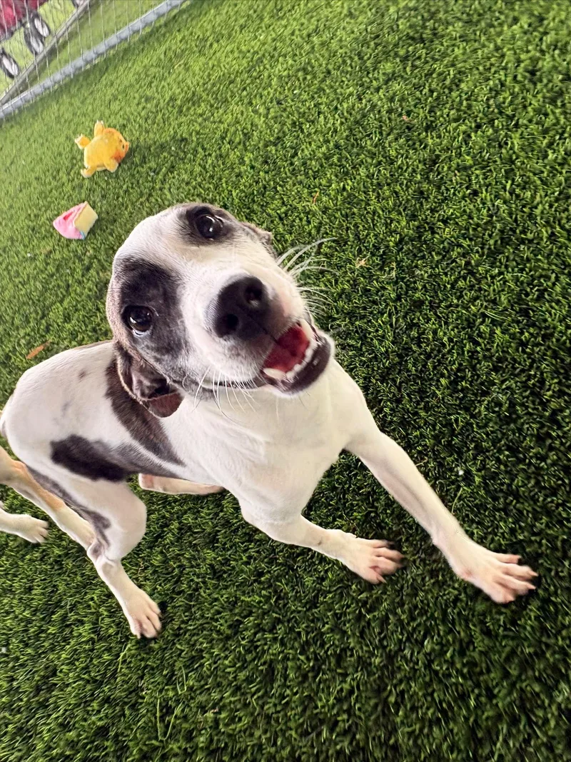 A baby medium-sized male Mixed Breed dog named Popy for adoption in Brooklyn, NY