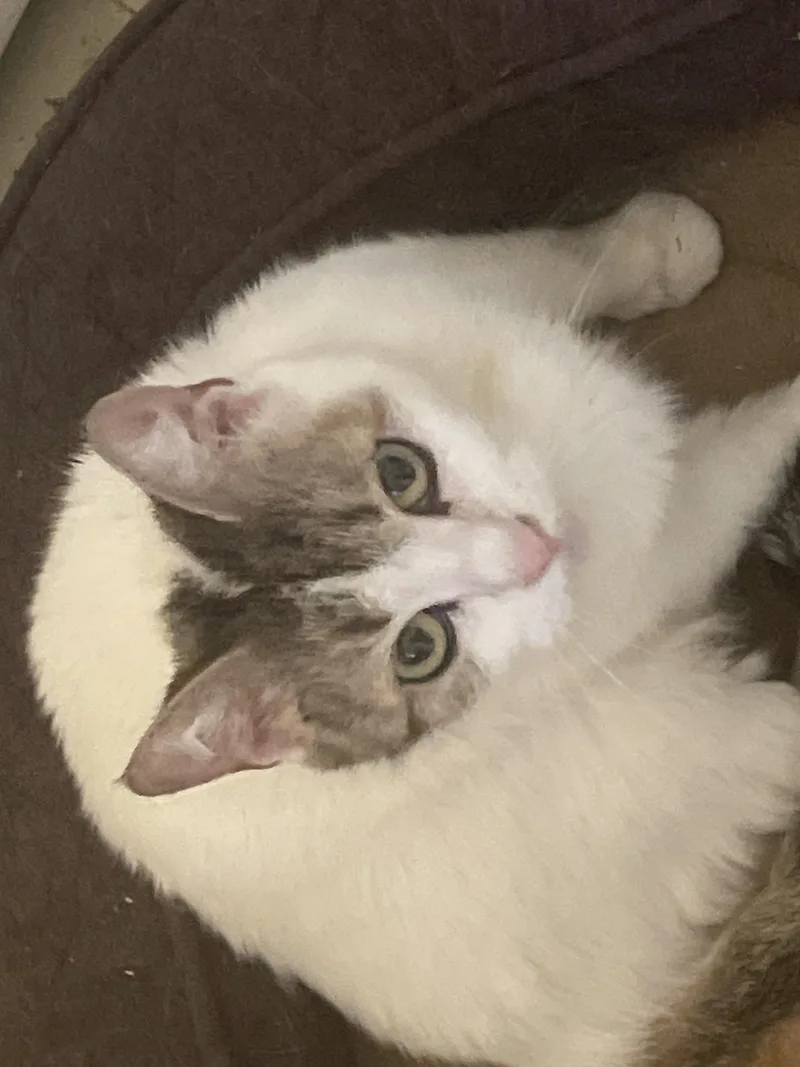 A young medium-sized female Domestic Short Hair cat named Lilly for adoption in Troy, NY