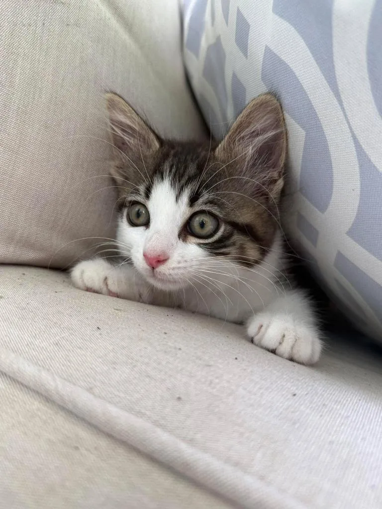 A baby small-sized female Domestic Medium Hair cat named Blue Angel for adoption in Sebastian, FL