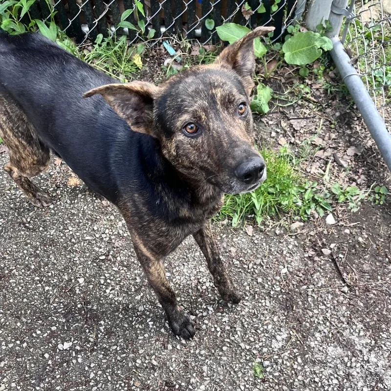 An adult medium-sized male Black Mixed Breed dog named Ricky for adoption in Charleston, WV