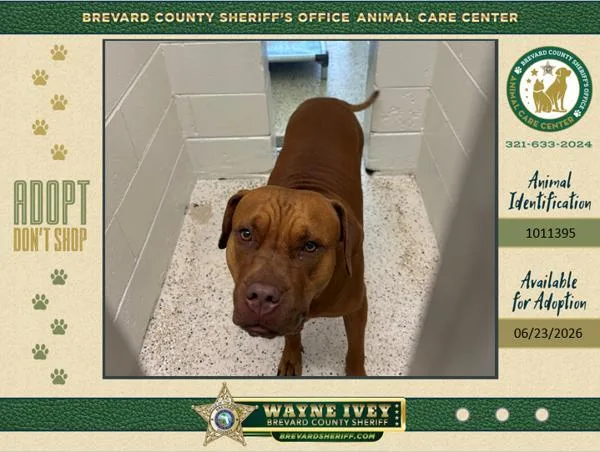 An adult medium-sized female Mixed Breed dog named Apple Cider for adoption in Melbourne, FL