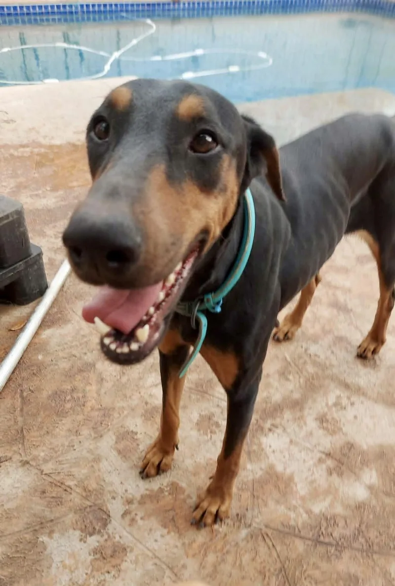 An adult medium-sized female Doberman Pinscher dog named Zula for adoption in Mcallen, TX