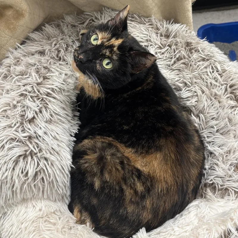 Samantha