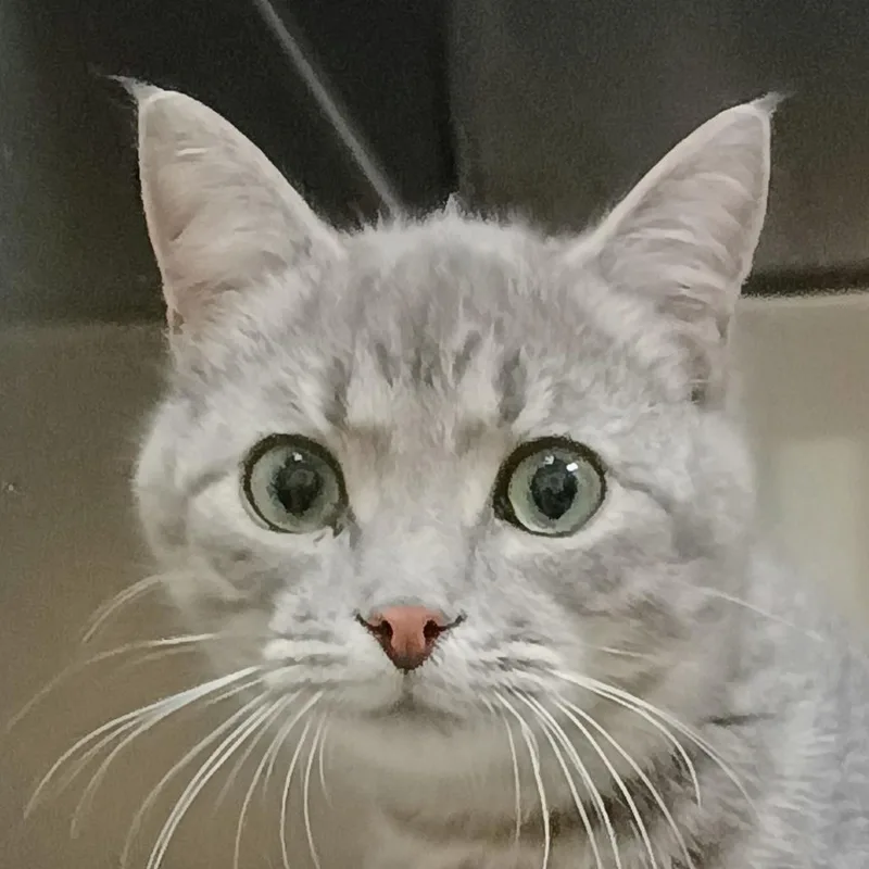A young small-sized male Domestic Short Hair cat named Bruce for adoption in Palestine, TX