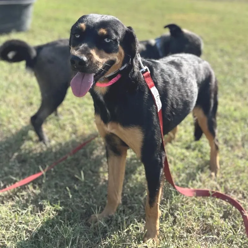 Ms. Love thumbnail 3