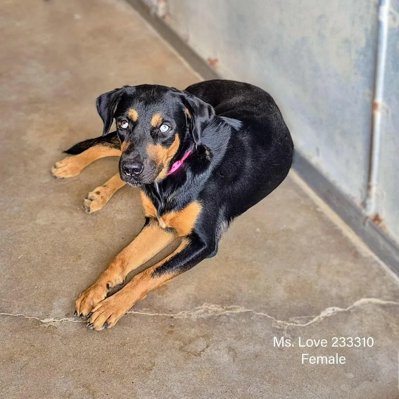 Ms. Love thumbnail 4