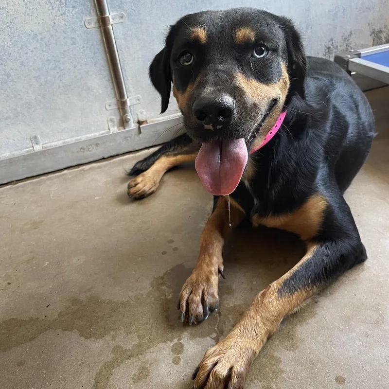 Ms. Love thumbnail 6