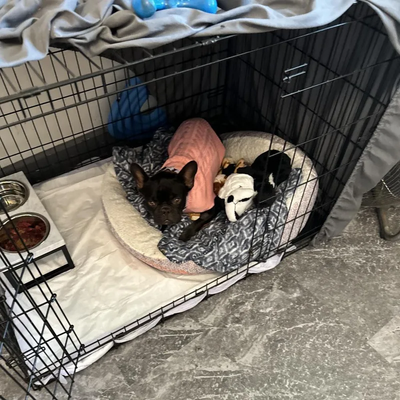An adult small-sized female Brown / Chocolate French Bulldog dog named Clarissa for adoption in Huber Heights, OH