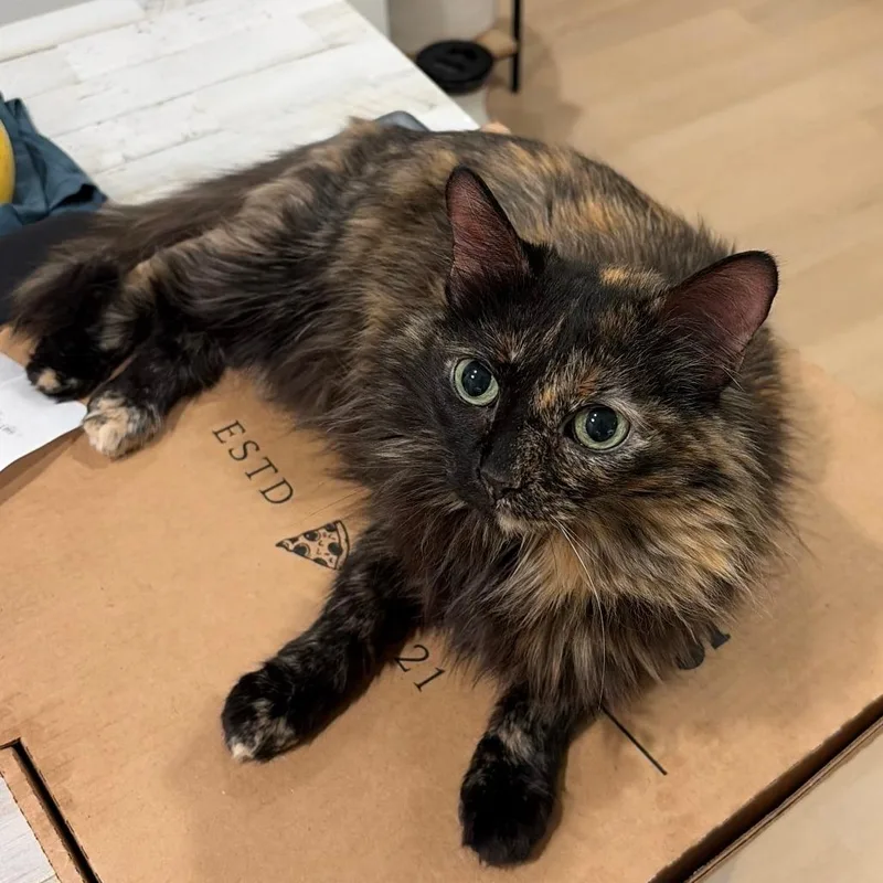 A senior medium-sized female Black Domestic Long Hair cat named Penelope for adoption in Chicago, IL