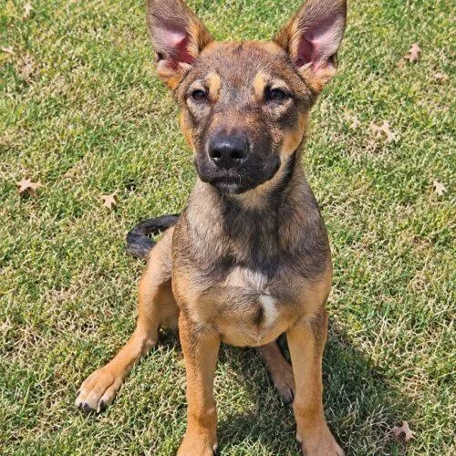 A baby medium-sized male German Shepherd Dog dog named Alan for adoption in Broken Arrow, OK