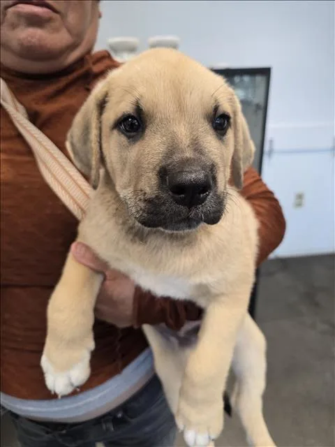 A baby small-sized male Siberian Husky dog named Hercules for adoption in Chatsworth, CA