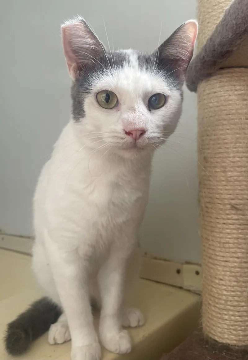 An adult medium-sized male Domestic Short Hair cat named Garvin for adoption in Watonga, OK