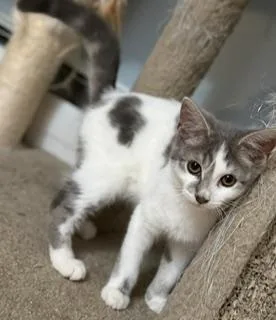 A baby large-sized female Gray & White Domestic Short Hair cat named Marci for adoption in Lemoyne, PA