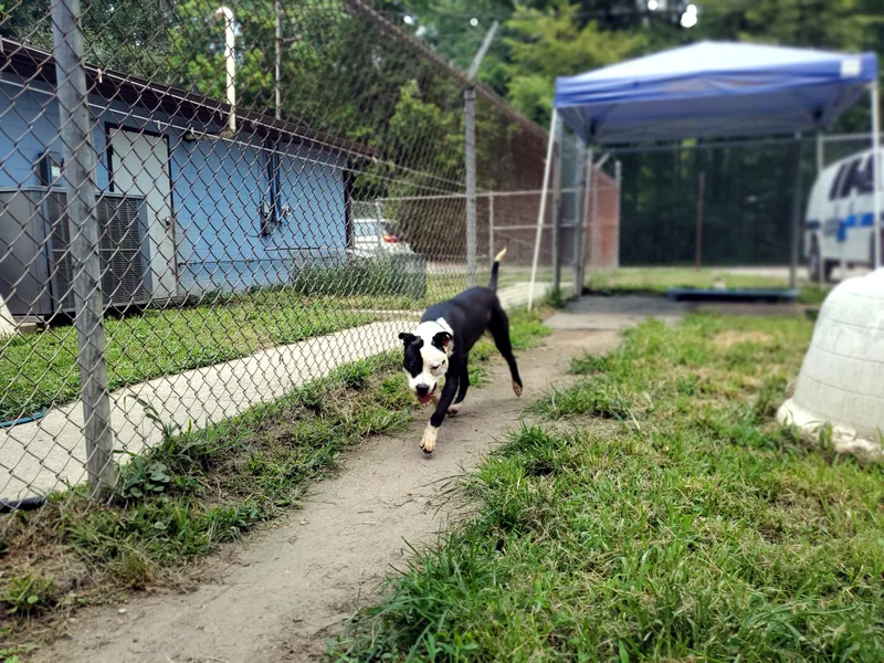 A young medium-sized male Black Pit Bull Terrier dog named Star for adoption in Petersburg, VA