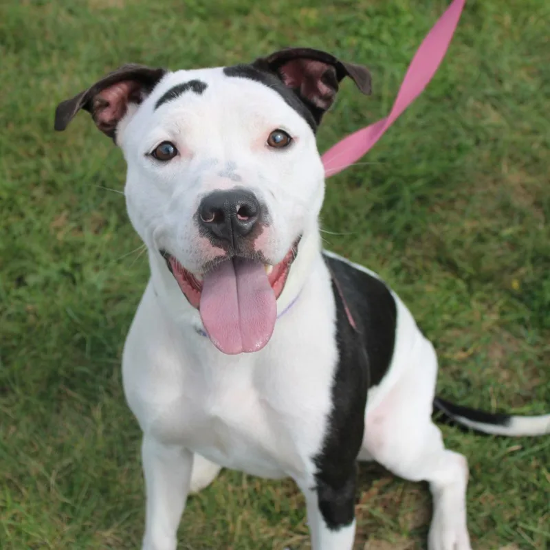 A young medium-sized female Pit Bull Terrier dog named Rumi for adoption in Champaign, IL