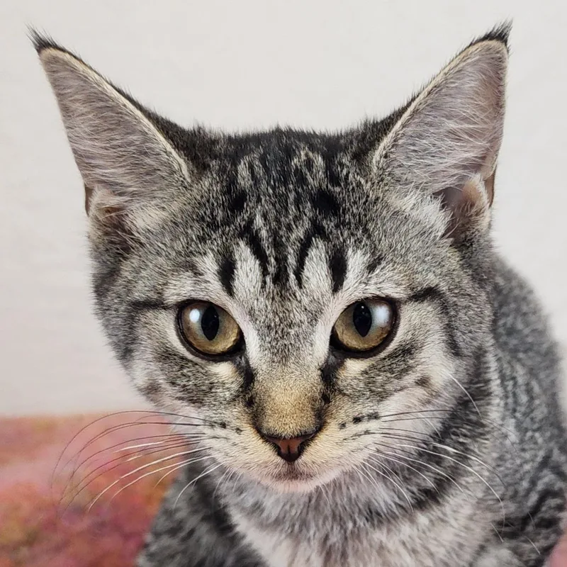 A baby small-sized female Tabby (Gray / Blue / Silver) Domestic Short Hair cat named Sassy for adoption in New York, NY