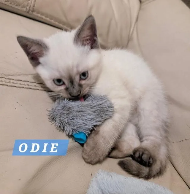 A baby medium-sized male White Siamese cat named Odie for adoption in Orange, CA