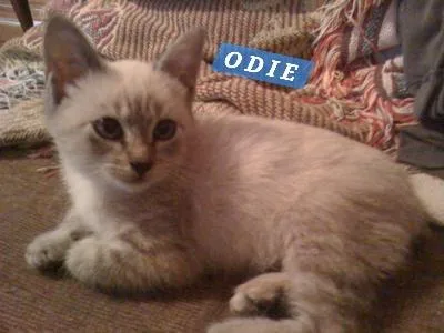 Odie thumbnail 2
