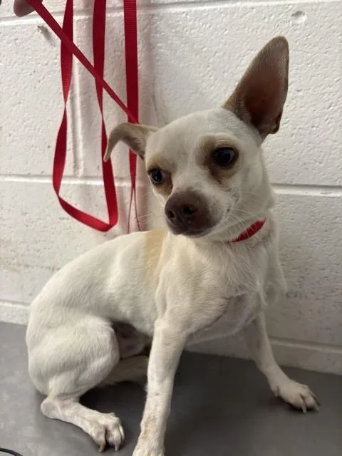 A young small-sized male Chihuahua dog named Finn for adoption in San Bernardino, CA