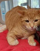 Sandlewood thumbnail 3