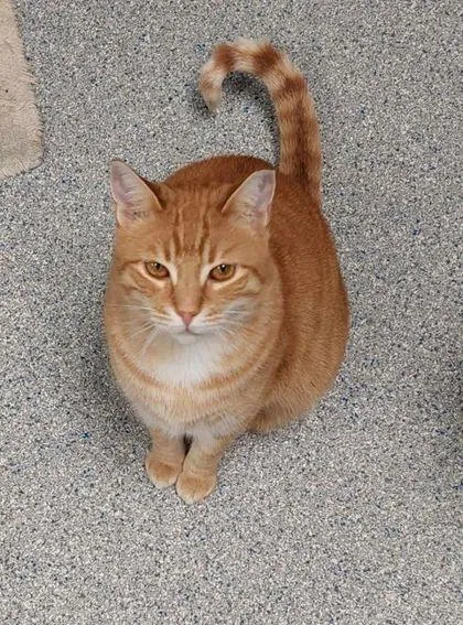 Sandlewood thumbnail 4