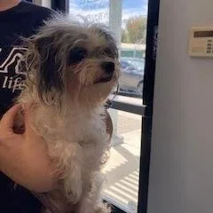 An adult small-sized male White / Cream Maltese dog named Snoopy for adoption in Hawthorne, CA