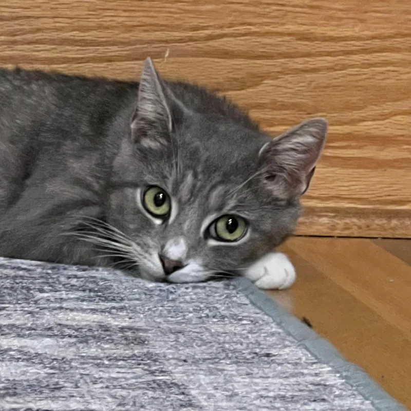 A young medium-sized female Tabby (Gray / Blue / Silver) Domestic Short Hair cat named Pomegranate for adoption in Richmond, VA