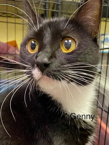 Genny Center