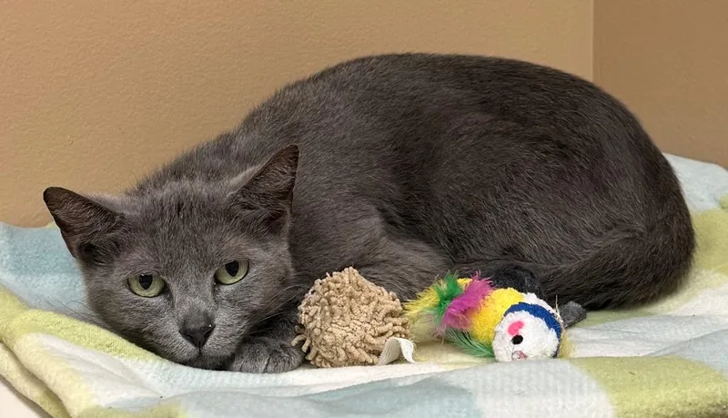 A young small-sized female Domestic Long Hair cat named Chi Chi for adoption in Ocala, FL