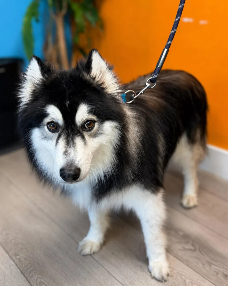 An adult medium-sized male Siberian Husky dog named Aspen for adoption in Walnut Creek, CA