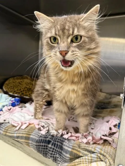 An adult large-sized female Domestic Long Hair cat named Queen Amilda for adoption in Fremont, CA