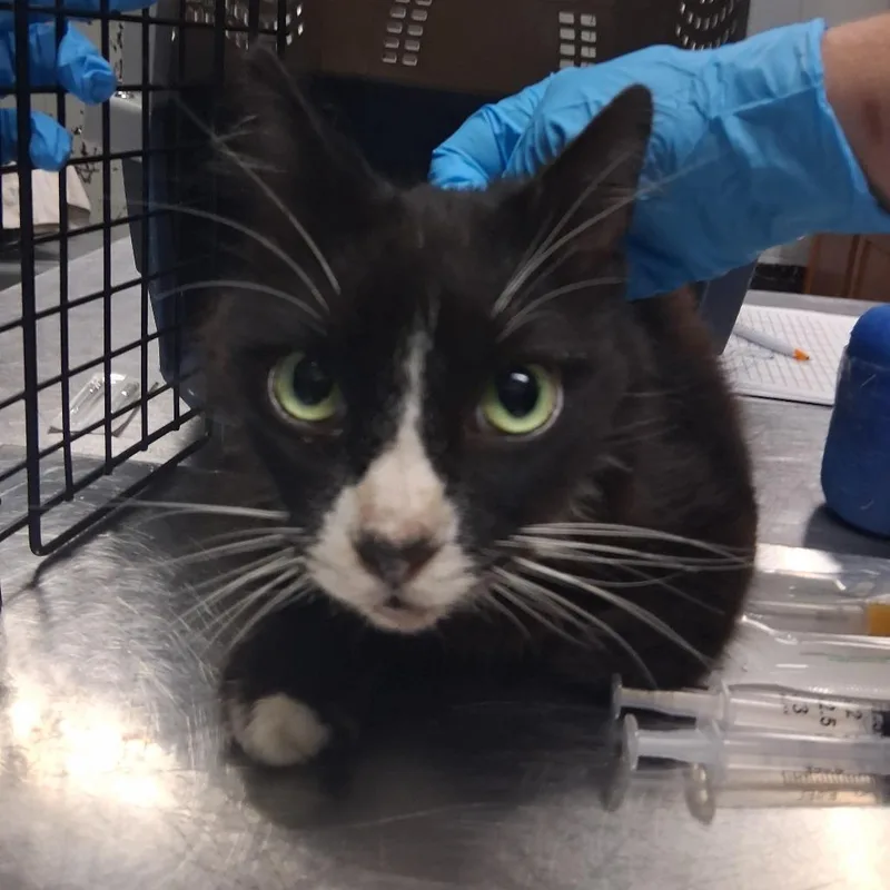 An adult medium-sized female Domestic Long Hair cat named Dominique for adoption in Summerville, SC