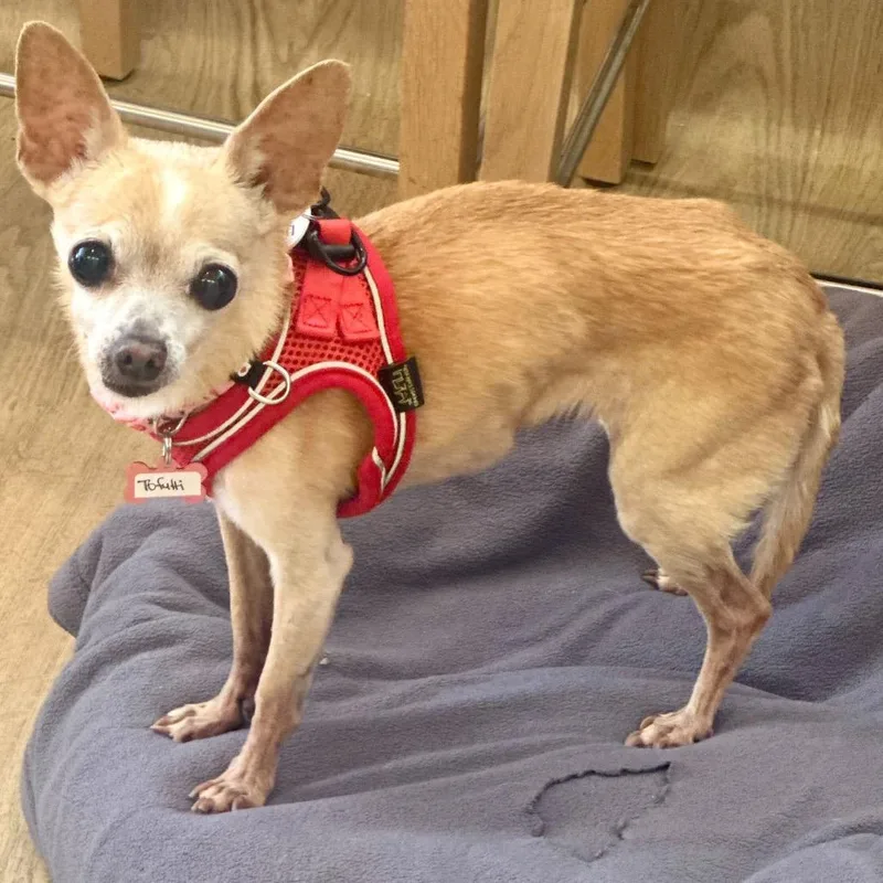 A senior small-sized female Yellow / Tan / Blond / Fawn Chihuahua dog named Tofutti for adoption in San Francisco, CA