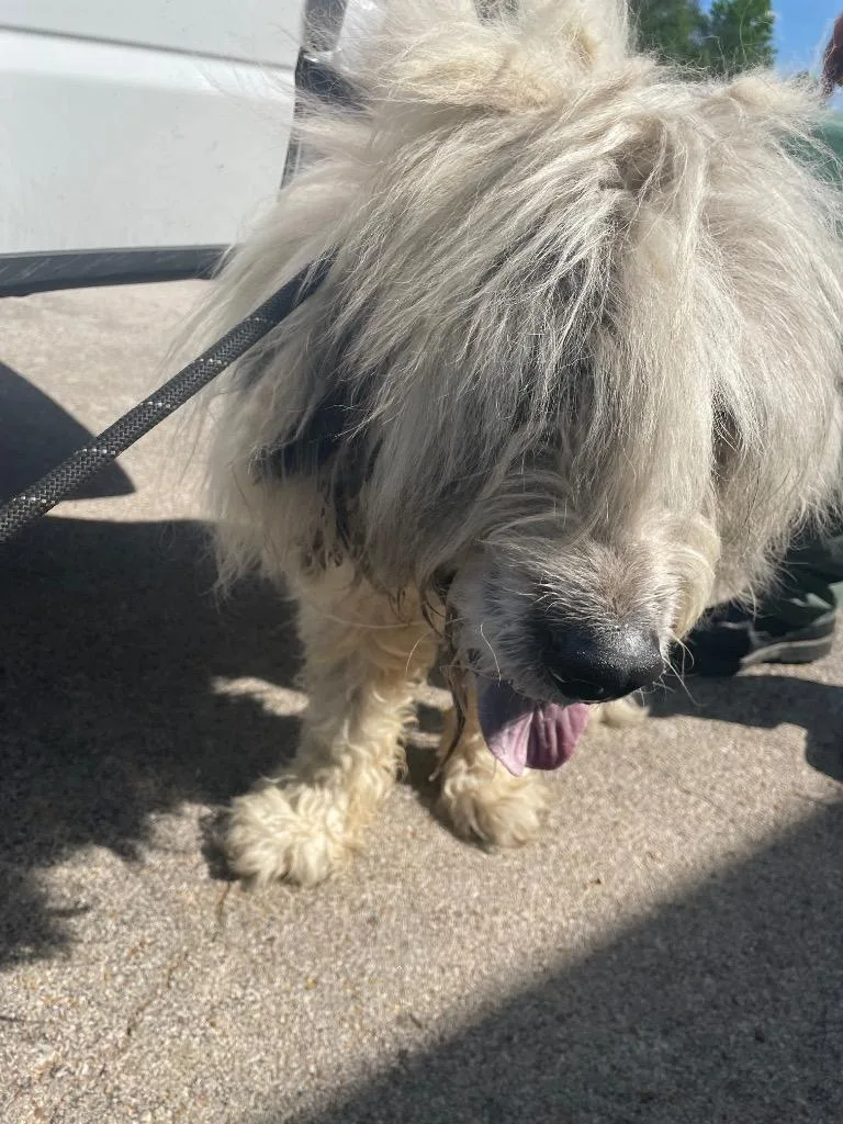 An adult large-sized male Mixed Breed dog named Chester for adoption in Columbia, TN