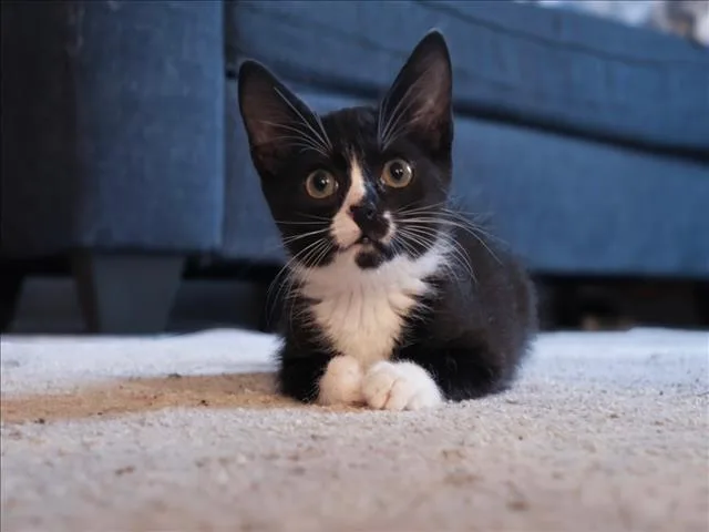 Domino
