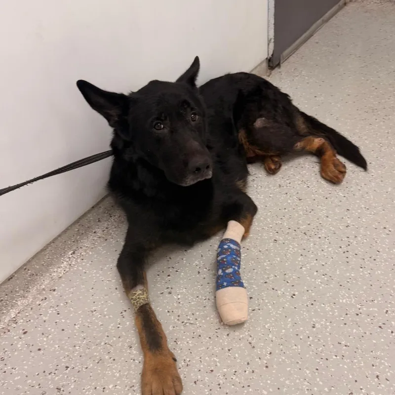 An adult large-sized male Black German Shepherd Dog dog named Joker for adoption in Indianapolis, IN