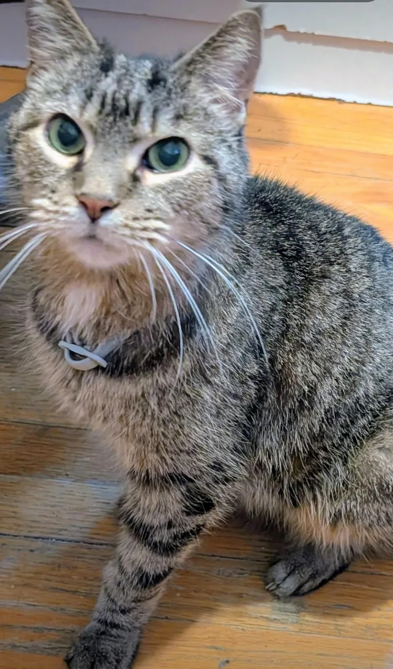 An adult medium-sized male Tabby (Brown / Chocolate) Domestic Short Hair cat named Henry for adoption in Chicago, IL